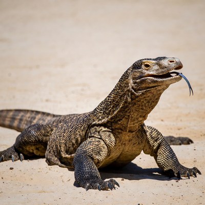 Komodo Dragon on Sand