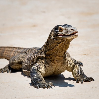 Water monitor lizard on sand