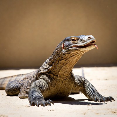 Komodo Dragon Sticking Out Tongue