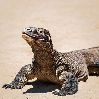 Komodo Dragon on Sandy Ground