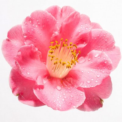 Pink Camellia Flower with Water Droplets