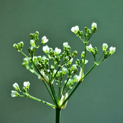 Closeup of wild carrot flowers