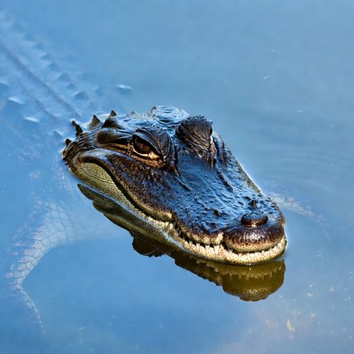 Alligator swimming in blue water