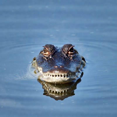 Alligator head emerging from water