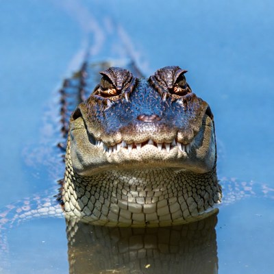 Alligator emerging from water