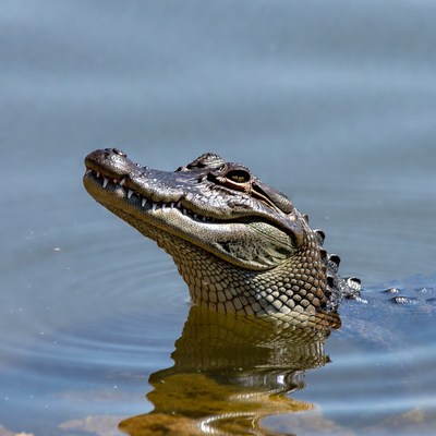 Alligator emerging from water