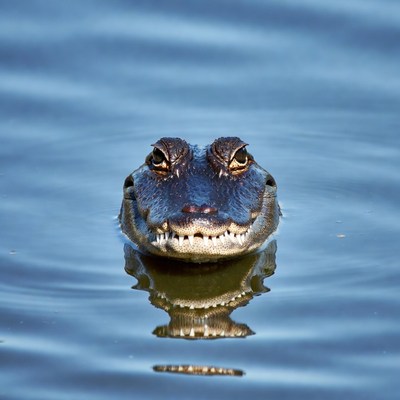 Alligator head emerging from water