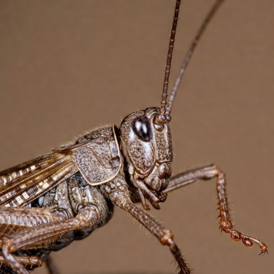 Closeup of grasshopper on brown background