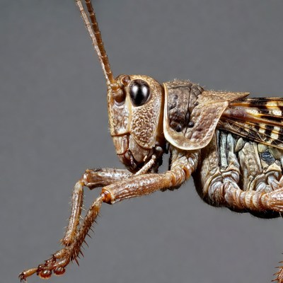 Closeup of grasshopper on gray background