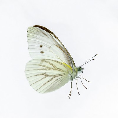 White butterfly on isolated background
