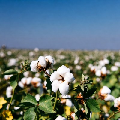 Cotton field under blue sky