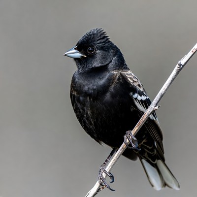 Black bird perched on branch