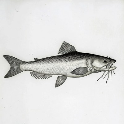 Detailed catfish illustration