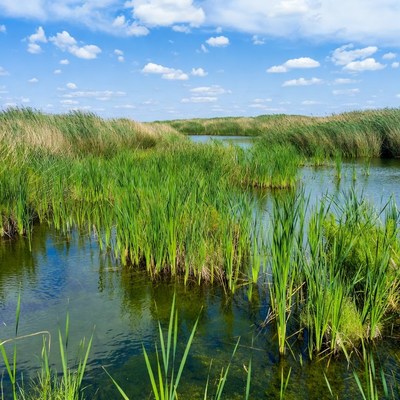 Reed-filled Wetland with Calm Water