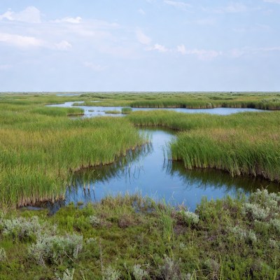 Vast Marshland with Winding Streams