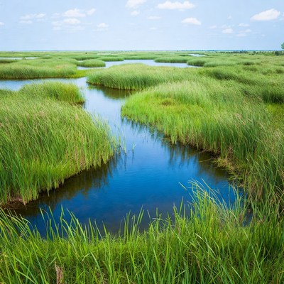 Vast Green Marsh with Channels