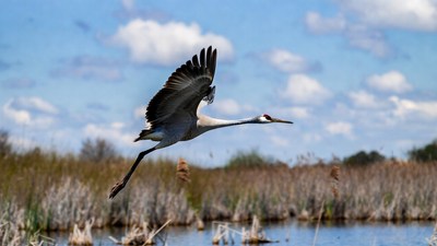 Sandhill Crane Flying over Marsh