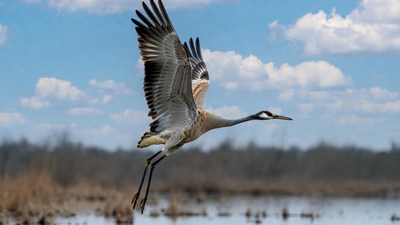Sandhill Crane Flying over Wetland