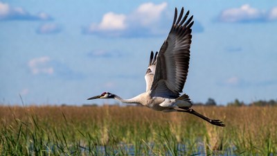 Sandhill crane flying over marsh