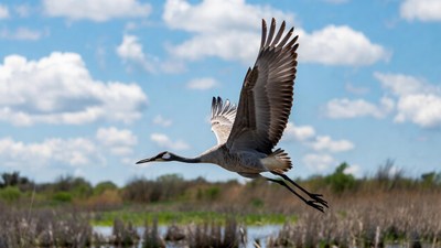 Sandhill Crane Flying over Marsh