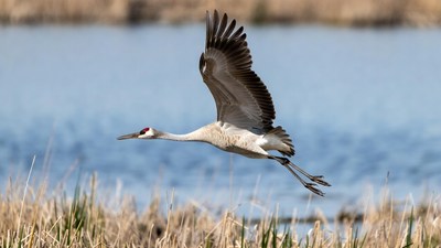 Sandhill Crane Flying over Water