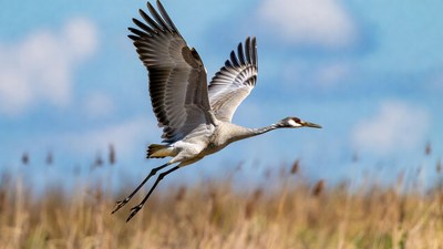 Sandhill Crane Flying over Reeds