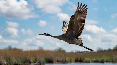 Sandhill Crane Flying over Marsh
