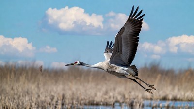 Sandhill Crane Flying over Marsh