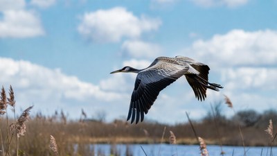 Sandhill Crane Flying over Marsh