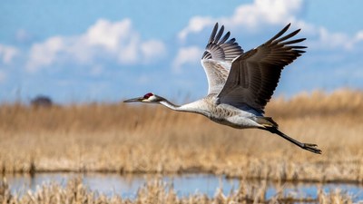 Sandhill Crane Flying over Marsh
