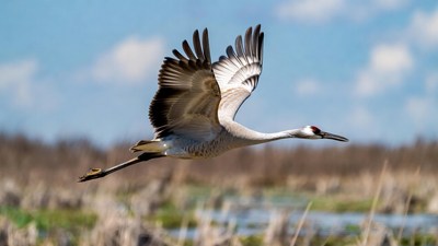 Sandhill Crane Flying over Marsh