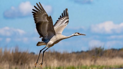 Sandhill Crane Flying over Marsh