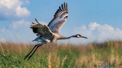 Sandhill Crane Flying over Marsh