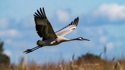 Sandhill Crane Flying in Sky