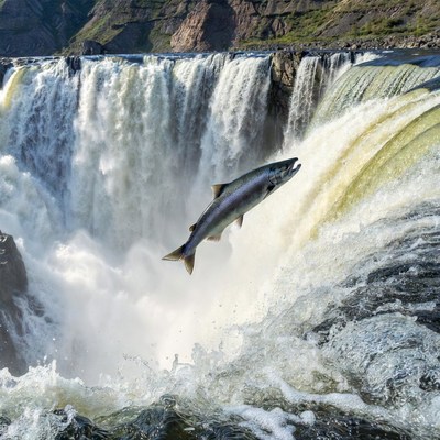 Salmon Jumping Waterfall
