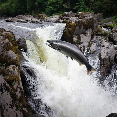 Salmon jumping over waterfall