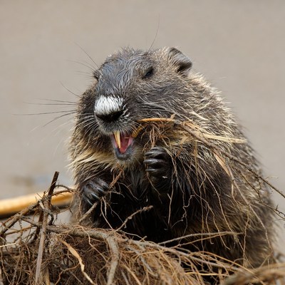 Beaver chewing grass aggressively