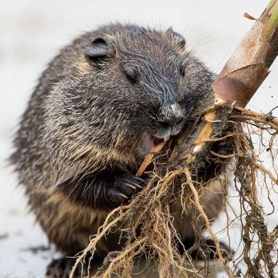 Beaver chewing plant roots
