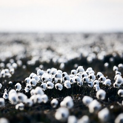 Cotton Bolls in Field