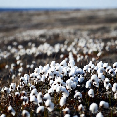 Cotton Field with White Bolls