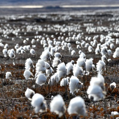 Cotton Grass Field in Tundra