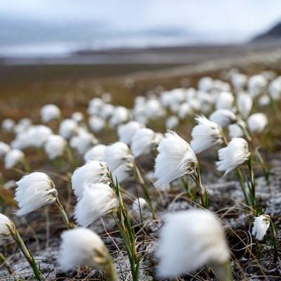 Cotton grass field in tundra