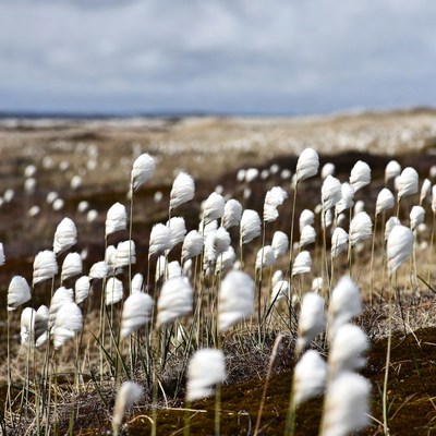 Cotton Grass Field in Tundra