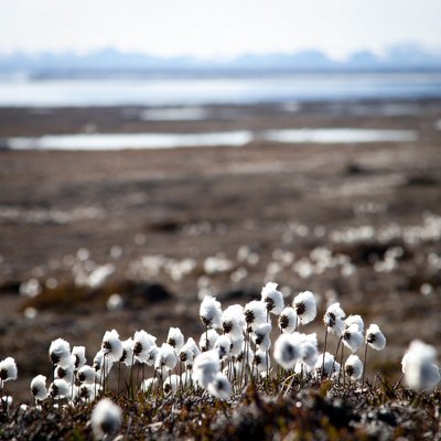Cotton Grass Arctic Tundra Landscape