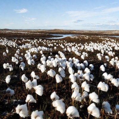 Cotton Grass Field in Tundra