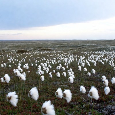 Cotton Grass Field at Sunset