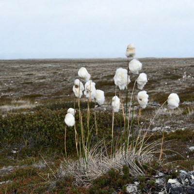 White cottongrass in tundra landscape