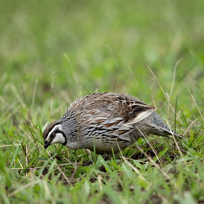Quail foraging in green grass