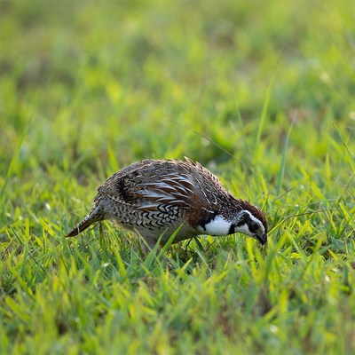 Quail foraging in green grass