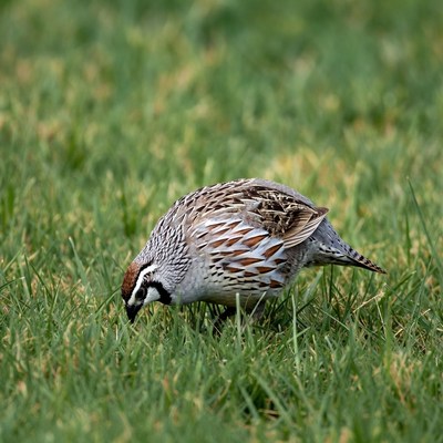 Quail foraging in green grass